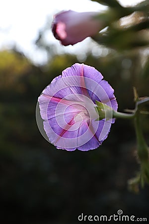 Morning gloryï¼ˆ Pharbitis nilï¼ˆL.ï¼‰Choisyï¼‰ Stock Photo